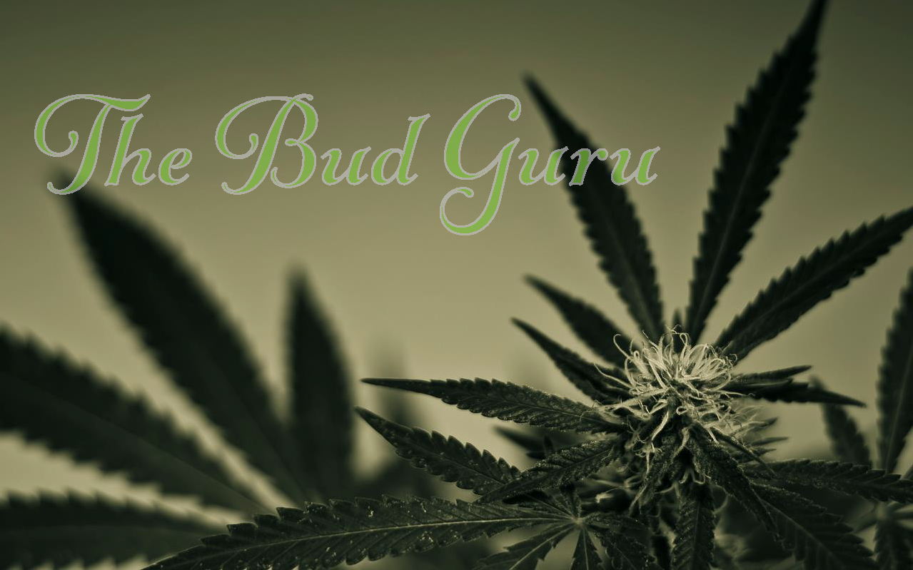 The Bud Guru